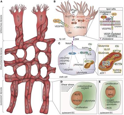 How Endothelial Cells Adapt Their Metabolism to Form Vessels in Tumors